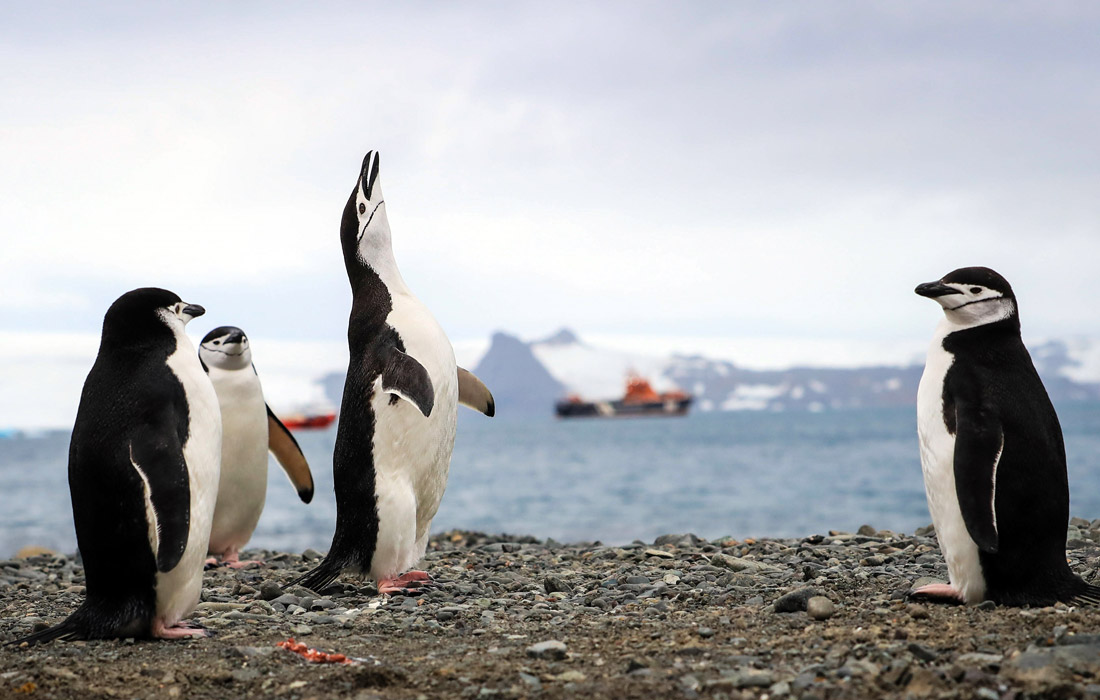 Пингвины в шоке - в Антарктиде +20