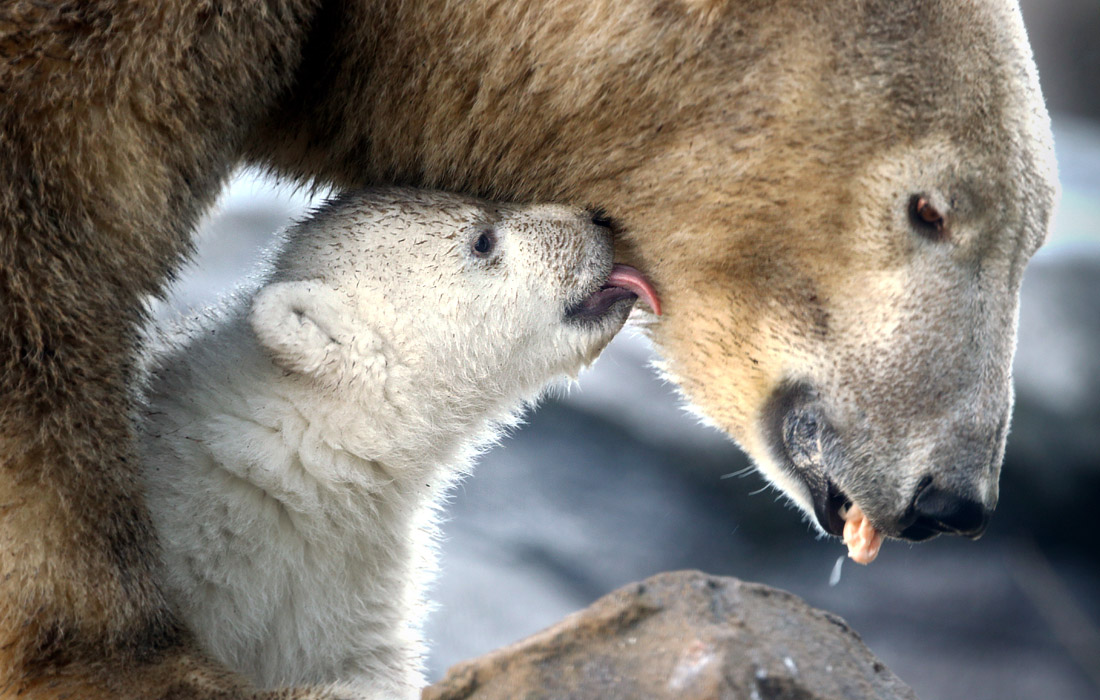 Мама-медведь с детенышем в зоопарке Вены