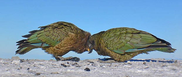 Новозеландские ученые доказали знание попугаями азов статистики