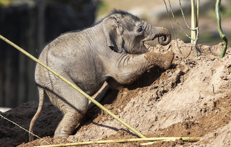 Новорожденный слоненок в британском зоопарке