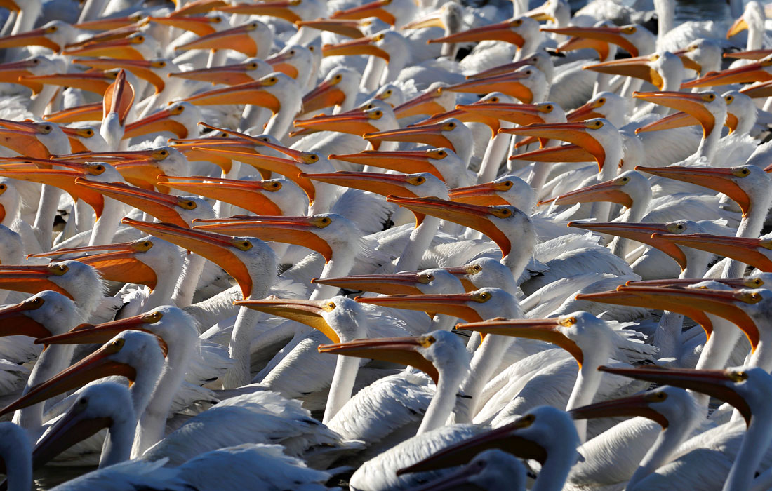 Пеликановая бесконечность на озере Чапала