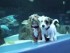 Собачья радость в океанариуме Атланты
