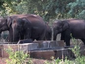 слоны на водопое