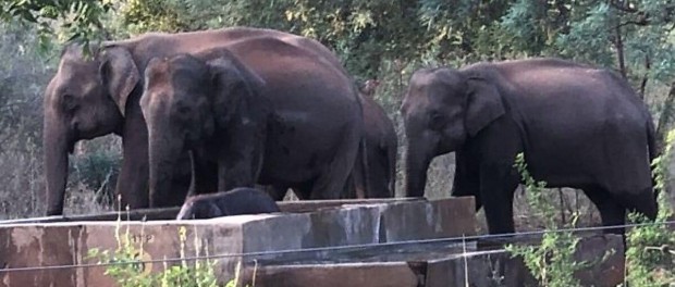 Стадо слонов спасло детеныша из колодца с водой