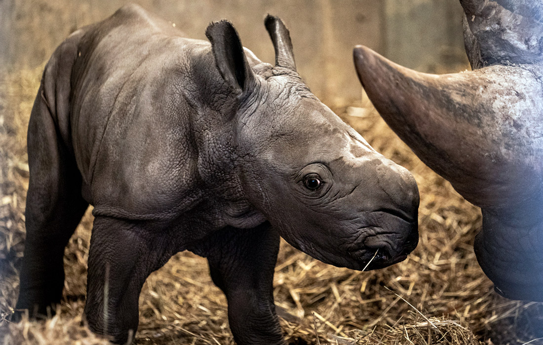 В зоопарке Копенгагена позитивное пополнение - родился белый носорог
