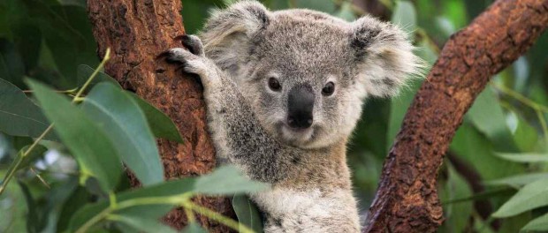 Австралийские ученые рассекретили главную тайну коал