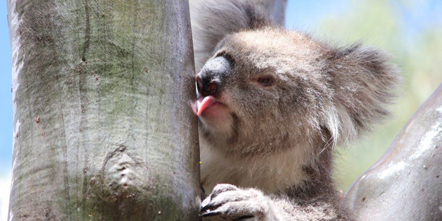 коала пьет