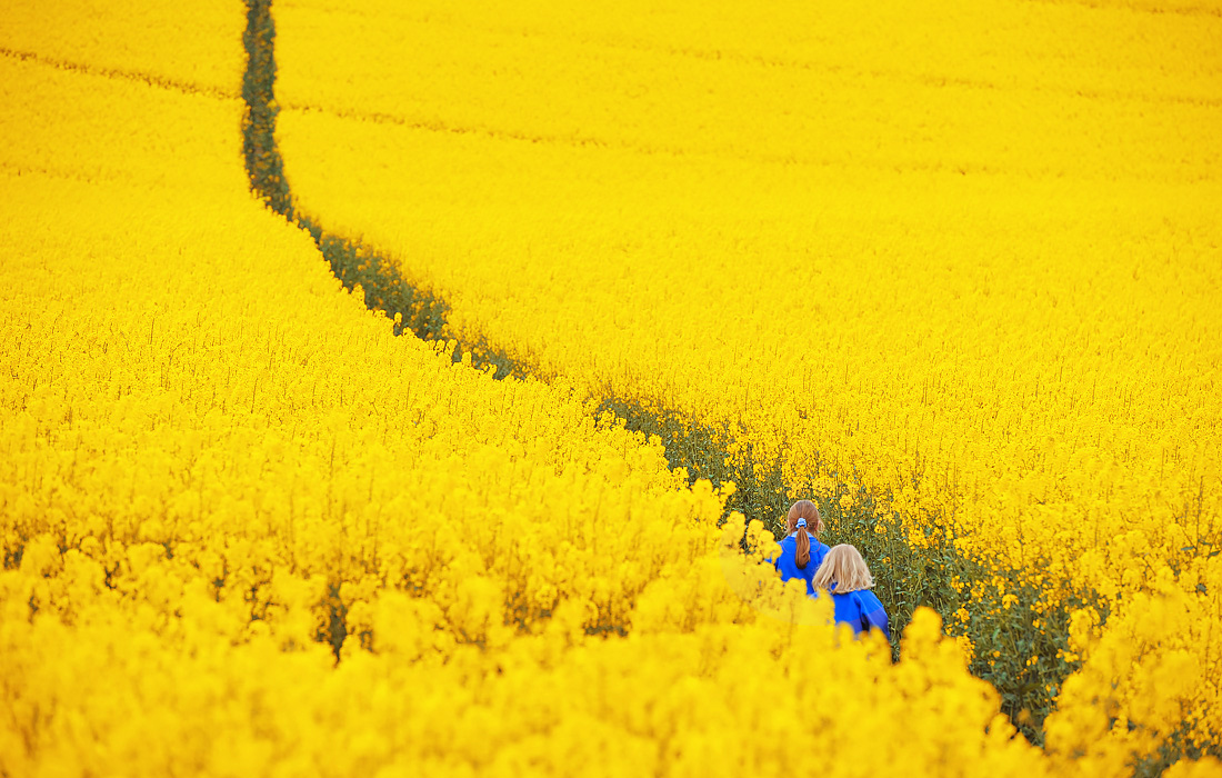 Май в желтом цвете - на поле рапса в Бриатнии