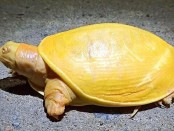 -india-yellow-turtle