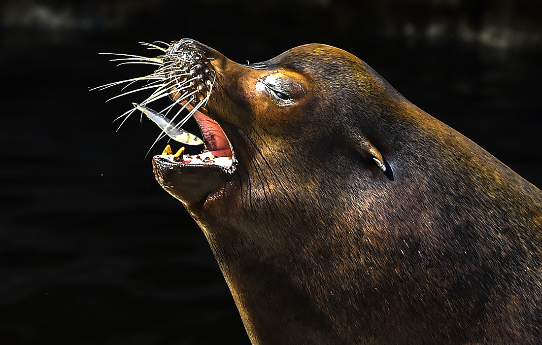 Морскому льву в зоопарке Скопье лень за едой бегать