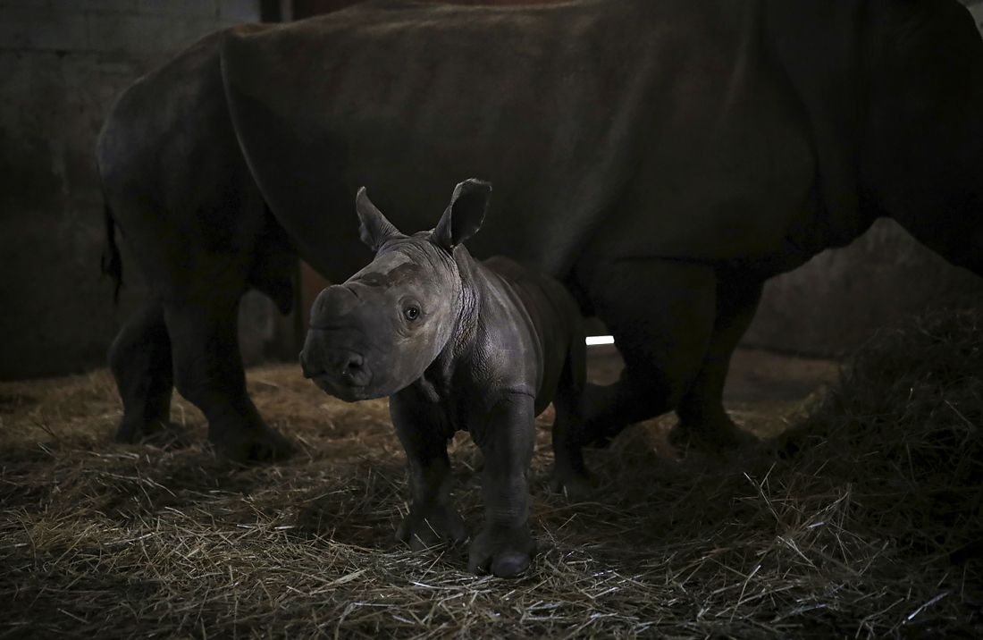 В чилийском зоопарке родился детеныш носорога