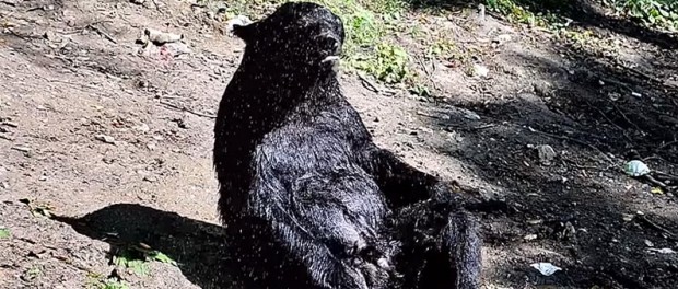 Забавное видео приема медведем душа покорило сеть