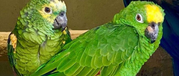 Поющий британский попугай стал героем соцсетей