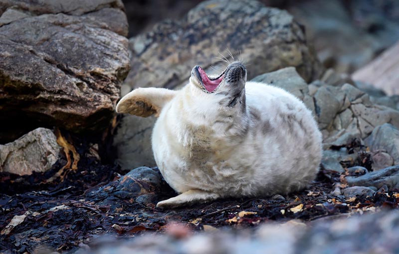 Научись от жизни ловить позитивные мгновения - детеныш тюленя среди уэльских скал