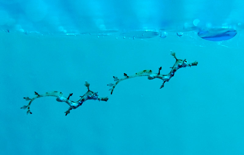 Чудо природы - Морские драконы в аквариуме на Канарских островах