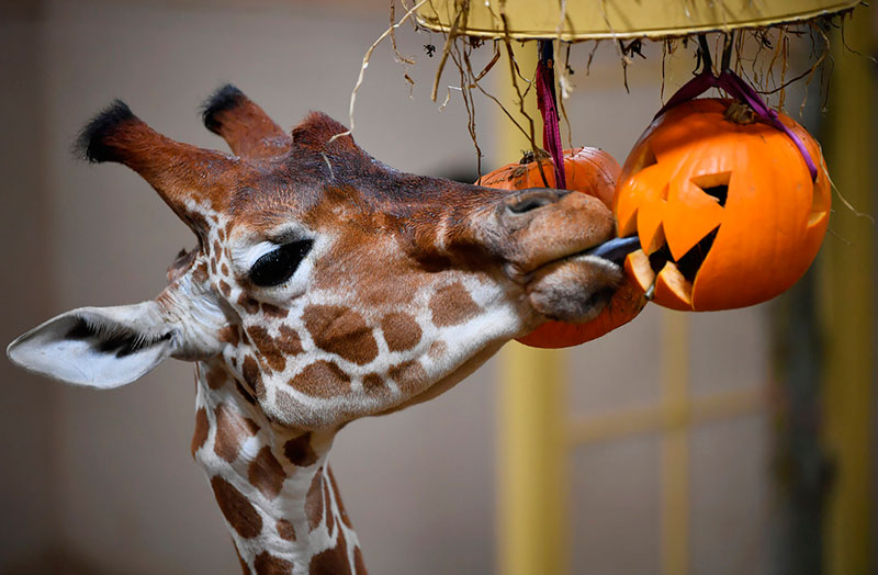 Вот уже и жирафы в зоопарке Бристоля готовы к Хэллоуину