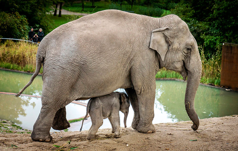 Детеныш слона впервые вышел в люди в зоопарке Копенгагена