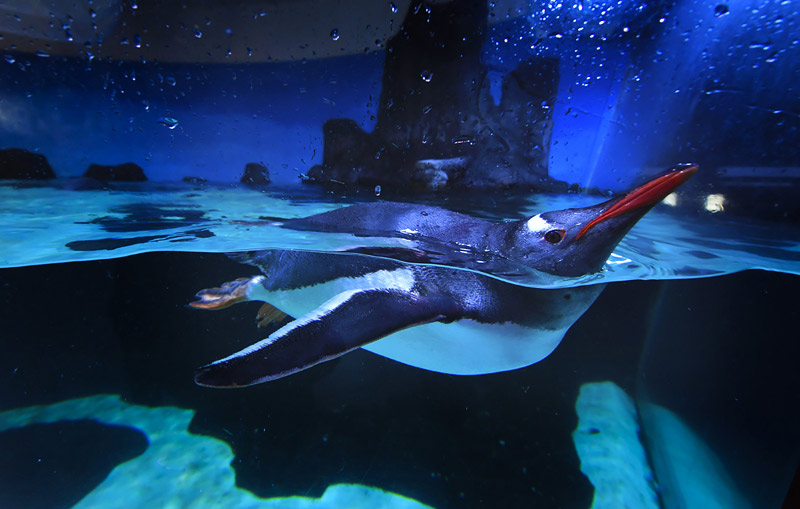 Пингвинам океанариума в Мельбурне наконец-о разрешили общение с людьми