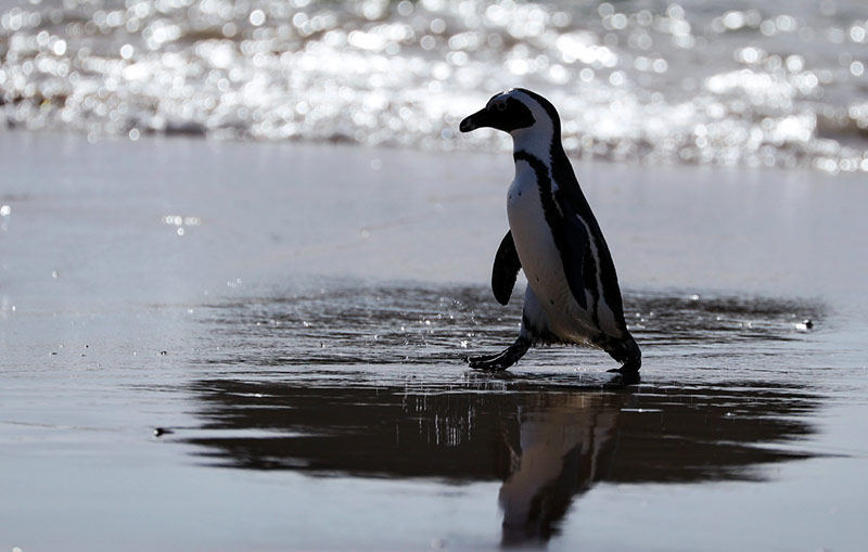 Смотри пока еще есть на кого - африканский пингвин на гране исчезновения