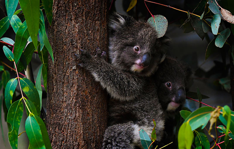 Правительство Австралии выделило 13 млн долларов на восстановление популяции коал
