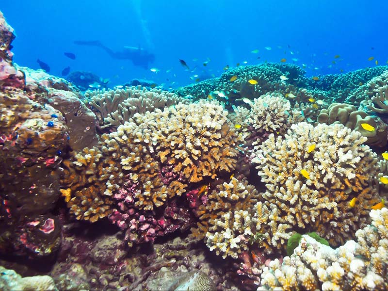 Уникальный коралловый сад вблизи Африки