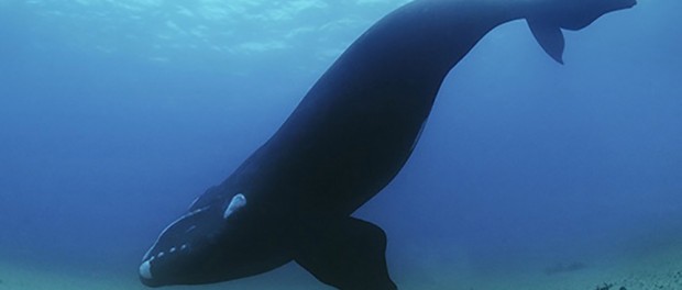 Рыбаки сняли на видео редчайшего северного гладкого кита