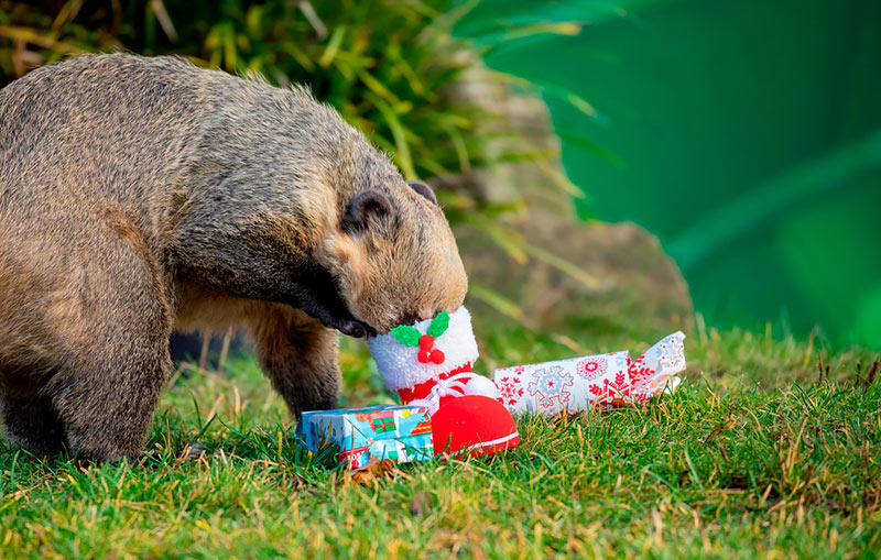 В Ганноверском зоопарке животные уже получили рождественские подарки