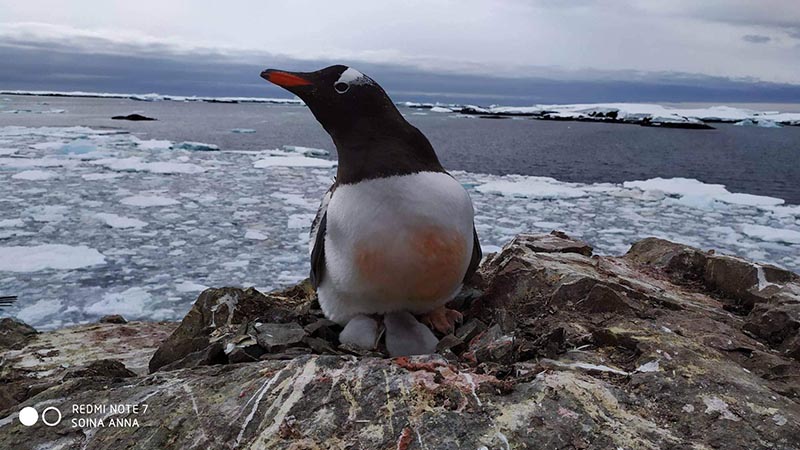 На антарктической станции "Академик Вернадский" вылупились пингвинята