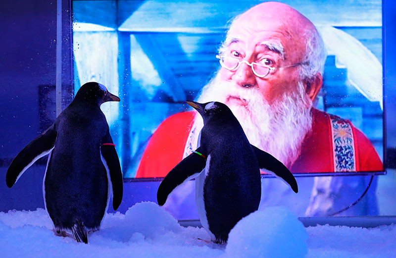 Пингвинам в аквариуме Лондона включили рождественские фильмы