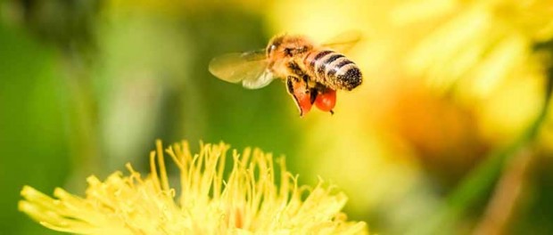 Австрийцы обвинили пчел в контрабанде