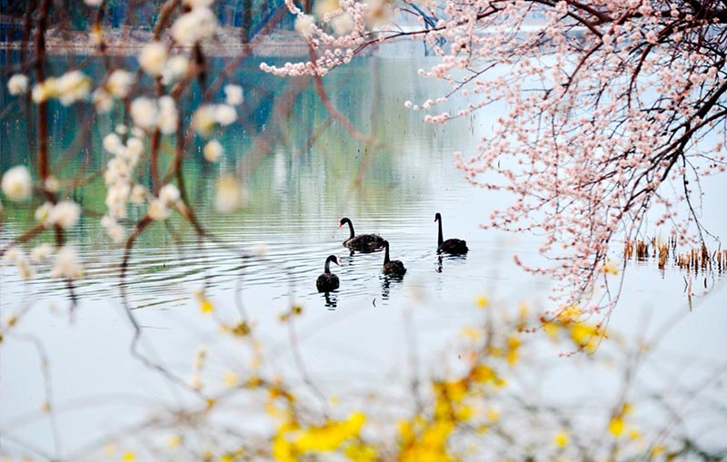 Весна пришла! Лебеди в Летнем императорском дворце в Пекине