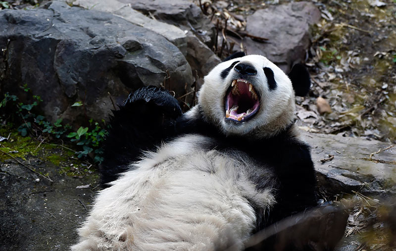 Жизнь хороша - когда живешь не спеша!  Панда в зоопарке в Нанкине