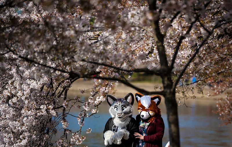 Весна идет по планете - сакура зацвела в Вашингтоне