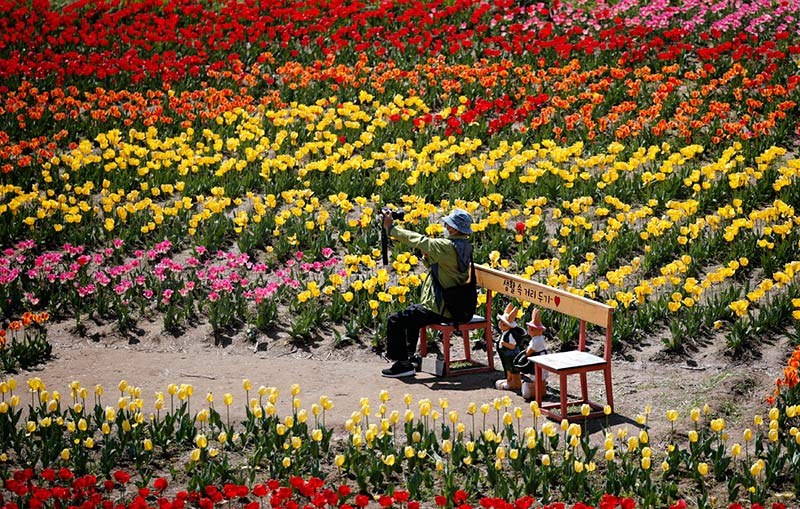 В Корее зацвели тюльпаны