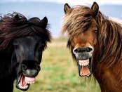 лошадки смеются