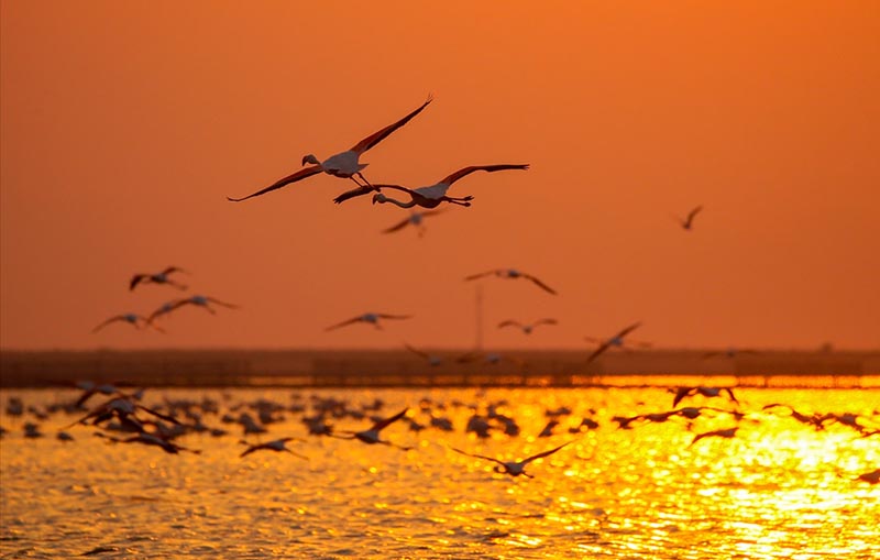 Остров фламинго в турецком национальном парке