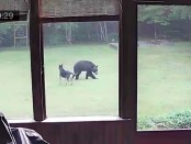 Dog Plays with Black Bear