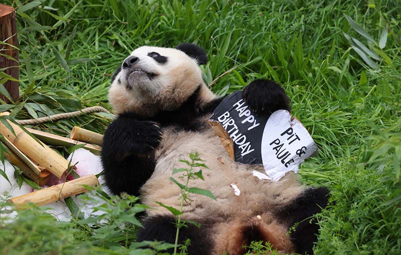 Панды из Берлинского зоопарка отмечают свой второй год