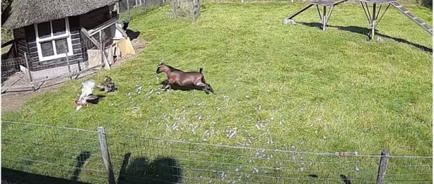 В Нидерландах козел с петухом отбили курицу у ястреба