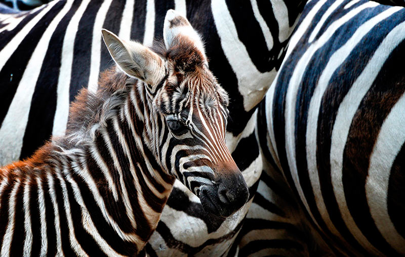 Жизненная полоса в зоопарке чешского Либереца