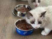 кошка у еды