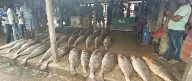 Индийских рыбаков 33 рыбы сделали миллионерами