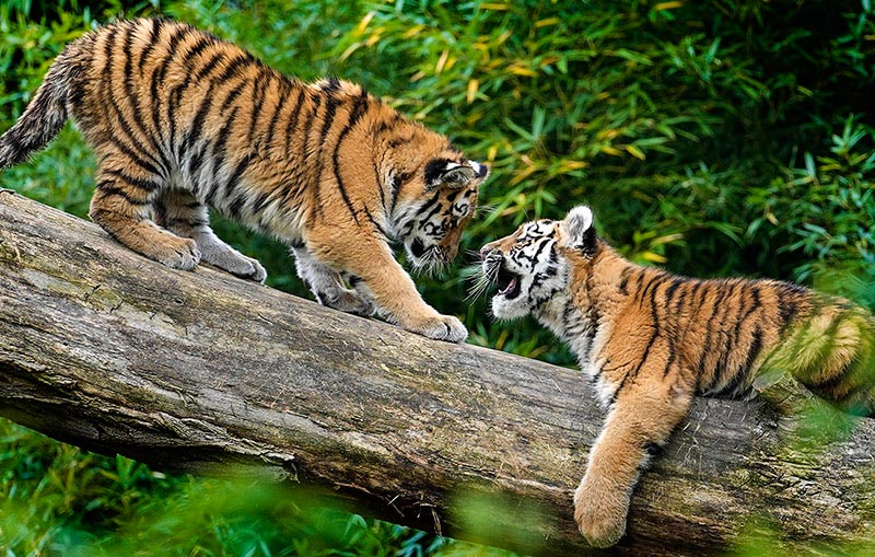 Тигрята из Дрезденского зоопарка