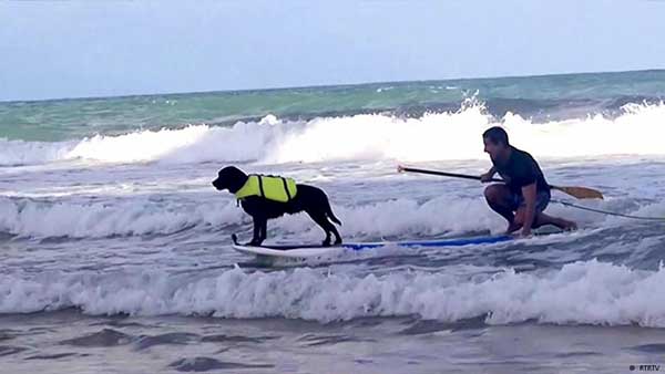 Dogs dazzle on surfboards in Brazil