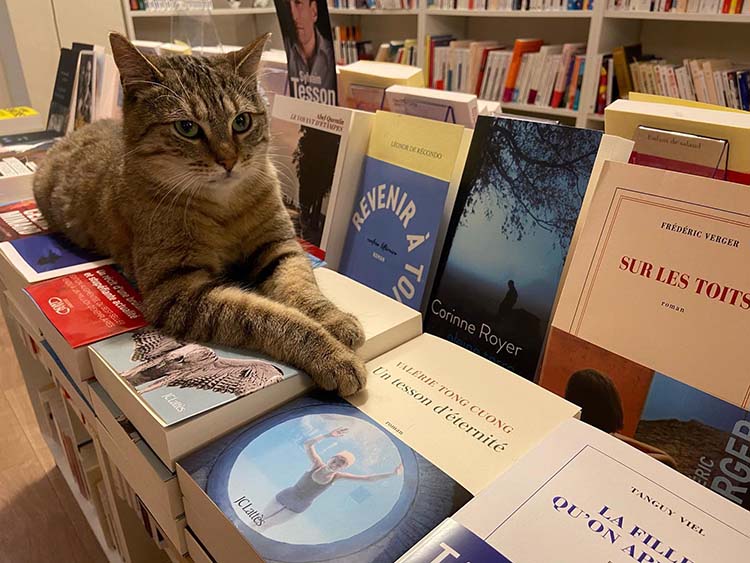 книжный, в котором работают кошки