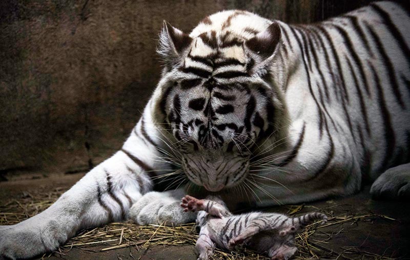В Манагуа родились  детеныши бенгальского тигра