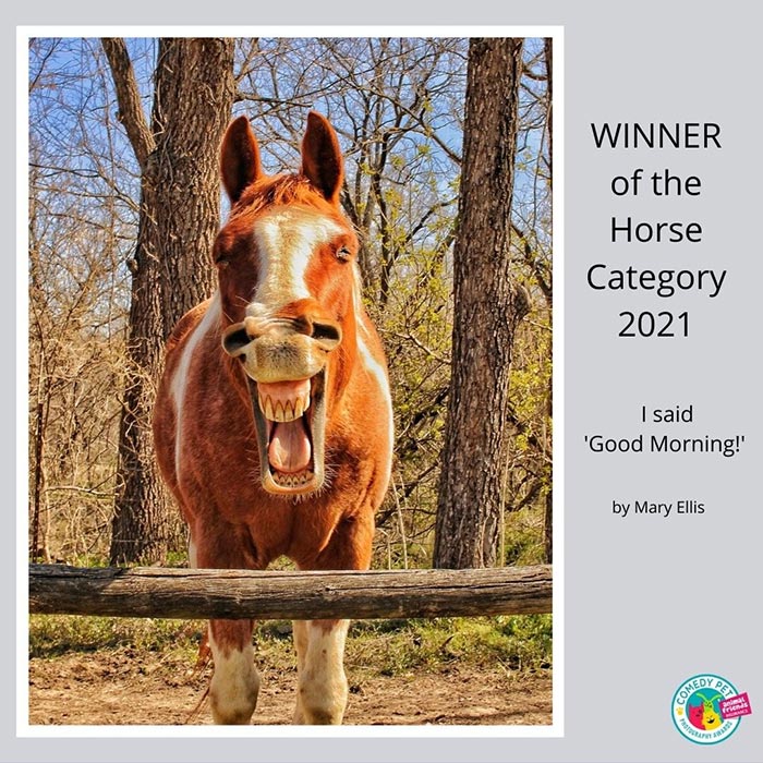 comedypetphoto_awards категория лошади