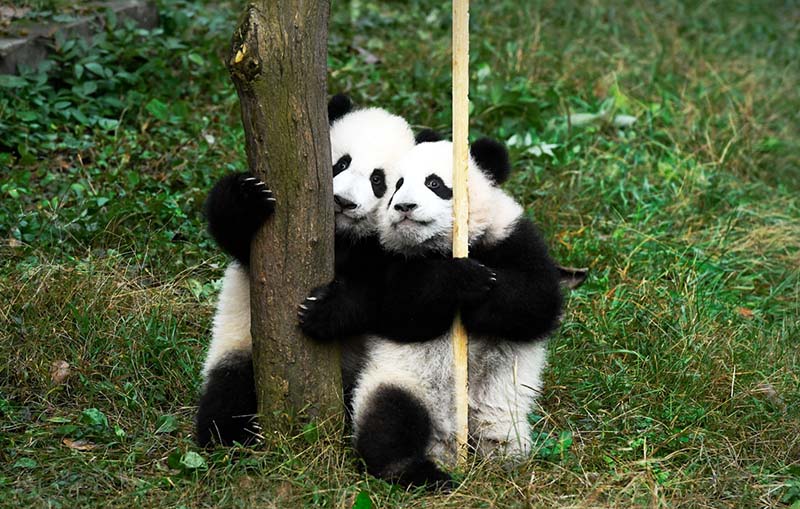 в зоопарке Чунцина показали шестимесячных детенышей гигантской панды