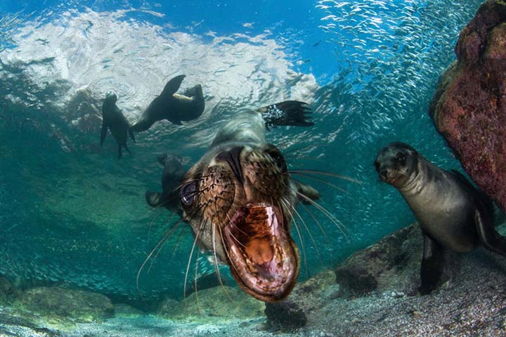 Игры морских львят. Фото:Filippo Borghi/Solent News via Legion Media