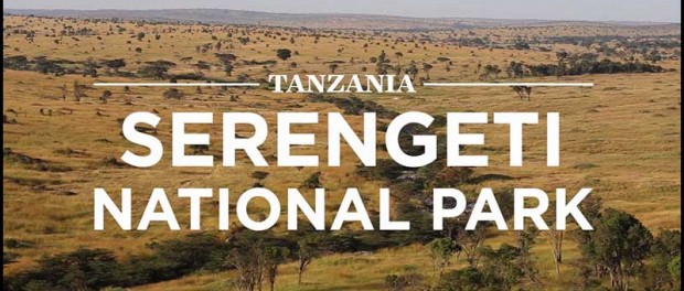 В Танзании львица отвела детеныша антилопы в стадо